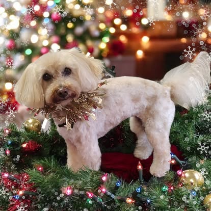 White poodle-mix standing calmly after a full groom