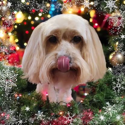 Cream shih-tzu with a neatly trimmed face after grooming